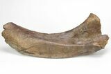 Hadrosaur (Edmontosaurus) Left Scapula Bone - South Dakota #211306-1